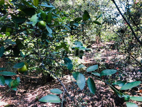 Terreno Venta Cocuatla Tepoztlan San Juan Tlacotenco Ocotes Tepoztlan Morelos