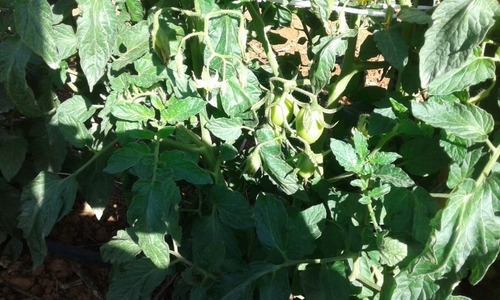 Tomate Rasteiro Rio Grande 3gr = 1.000 Sementes Aproximado