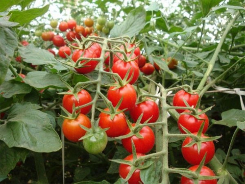Óleo Emulsionado Vegetal Para Jardim Plantas 5 Litros