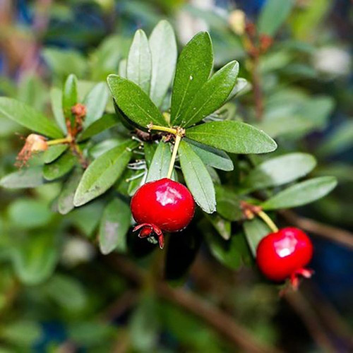 Muda De Eugenia Mattosii - Mini Cereja Silvestre - Já Produz