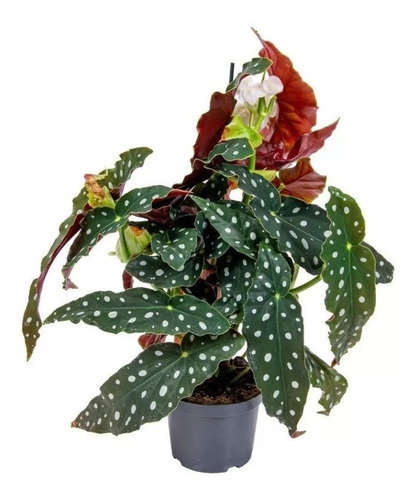 Kit C/ 2 Unds Begonia Maculata Adulta Planta Natural Exótica