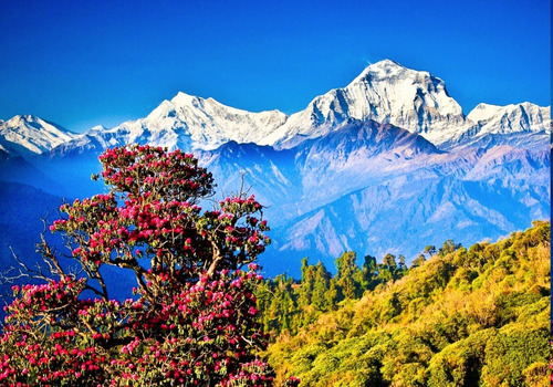 Imagen 7 de 9 de Molinillo Sal Rosada Himalaya 100grs Organic India