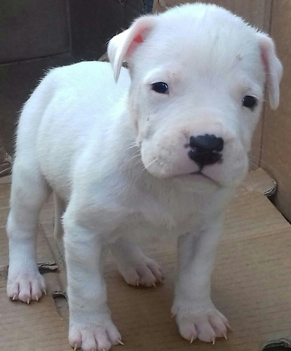 Promoção Dogo Argentino