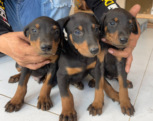 Cachorros Doberman 