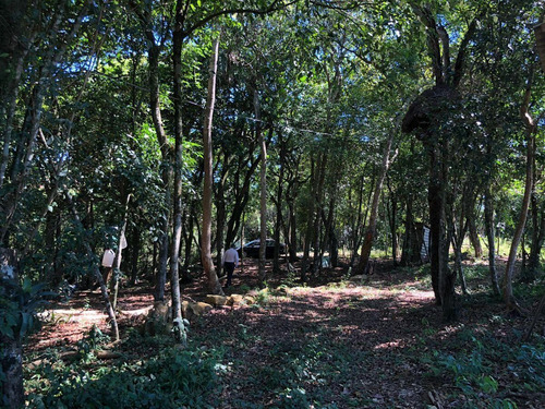 Imagem 10 de 15 de Chácara Para Venda Em Novo Hamburgo, Lomba Grande, 1 Dormitório, 1 Banheiro - 10058_2-1292120