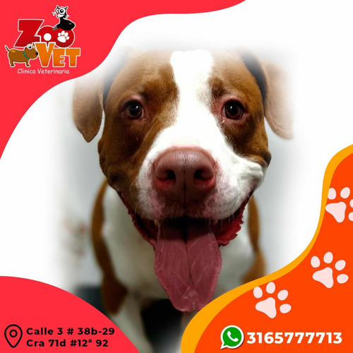 Imagen 2 de 4 de Servicios Médico Veterinarios Pequeños Animales