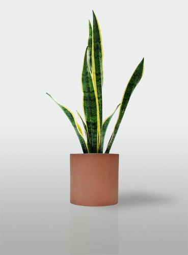 Sansevieria Lengua De Suegra Espada De San Jorge De Interior