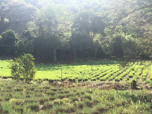 Imagen 15 de 30 de Finca Agrícola Santa Fe De Antioquia, Vereda El Tunal - Se Vende