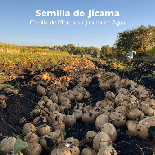 Imagen 3 de 3 de Semilla De Jícama - 10 Kg