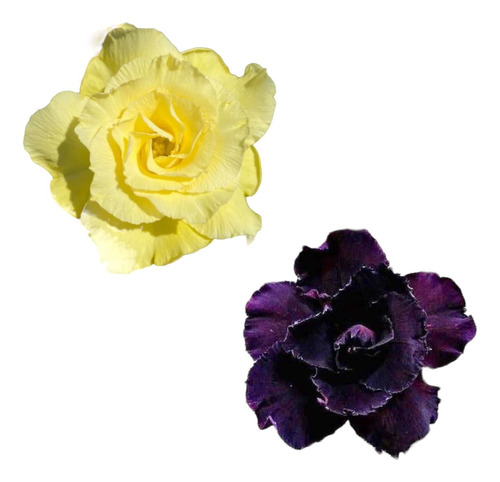2 Rosa Do Deserto ''negra + Amarela'' Para Seu Lar E Jardim