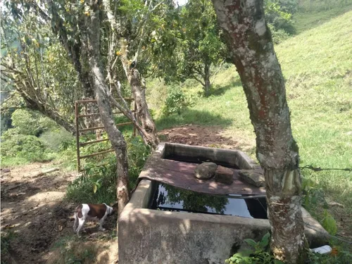 Vendo Finca Ganadera Cerca A La Cabecera De Armenia Mantequilla Ant.