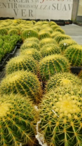Imagen 2 de 2 de Cactus Echinocactus Grusonii Maceta 24 Gigante Foto Real
