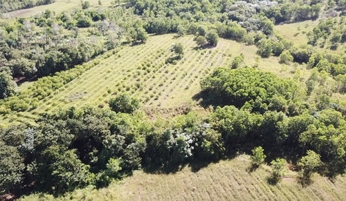 Imagen 5 de 10 de Finca De Limon Y Piña En Bayaguana Acepto Vehículos 80%