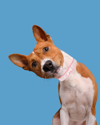 Collar Seguro Y Ajustable Para Perros Pequeños