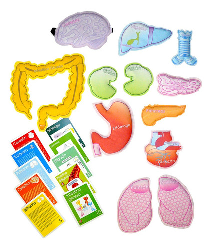 Juego Didáctico De Anatomía Del Cuerpo Humano