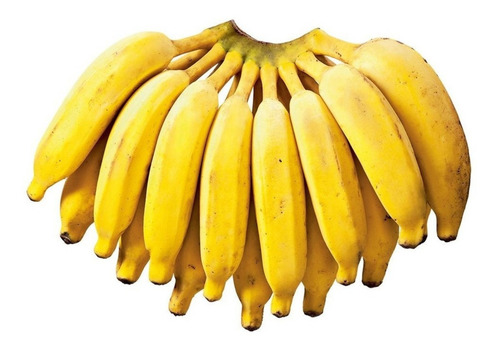 Kit 10 Mudas De Banana Brs Princesa Embrapa Pronto Envio