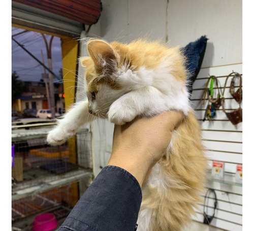 Gatitos Angora Originales
