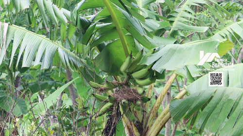 Imagen 4 de 8 de Se Vende Finca Con Casa En Masaya