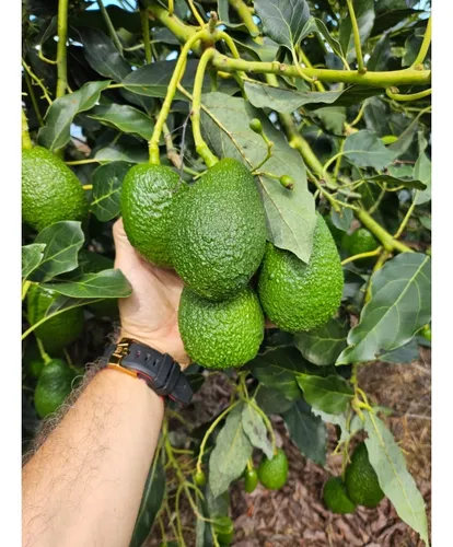 Se Vende Finca En Produccion Aguacate Hass Pijao Quindio
