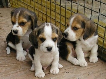 Beagles Perros Cachorros