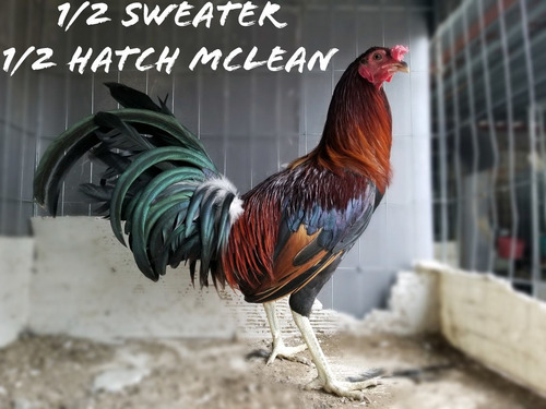 Gallos De Combate Hatch Leiper, Kelso, Sweater, Mclean, Rh