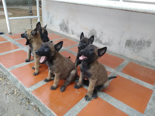 Cachorros Pastor Belga Malinois 