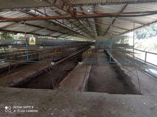 Finca De 12 Hectareas De Gallinas Ponedoras En Villa De Cura