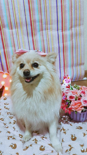 Imagem 5 de 5 de Filhote Spitz