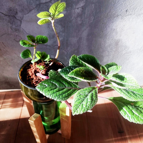 Imagen 6 de 10 de Dolar Negro Little Plant 24 Con Soporte, Maceta Autorregante