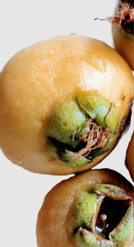 Pomarrosa Perita Zizigium J. No Semilla Dulce Envío Gratis