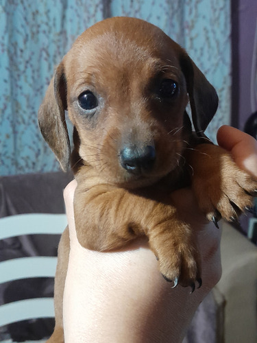 Imagen 8 de 10 de Perros Salchichas Cachorros Mini