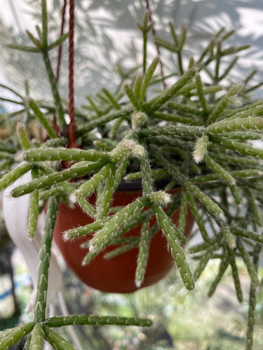 Imagen 2 de 5 de Rhipsalis Pilocarpa - Planta Exótica