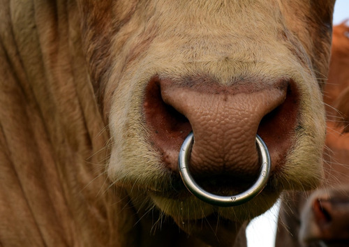 Argola Para Boi E Vaca Nasal Piercing De Touro Fazenda Gado