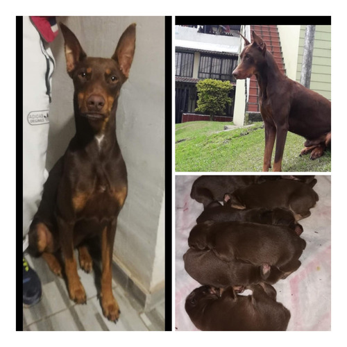 Disponible Cachorros Doberman Raza Garantizada