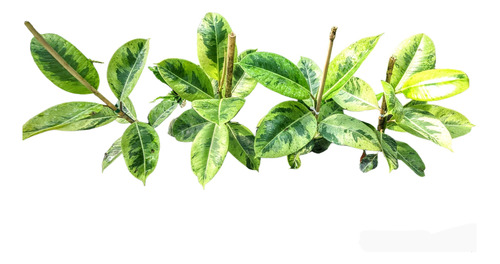 Ficus Elástica Colección- Gomero - Ruby - Variegado - Lemon