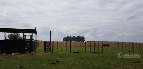 Imagen 7 de 14 de Se Vende Campo Foresto-ganadero De 1123 Ha En Paraje Galarza. Iberá. Corrientes