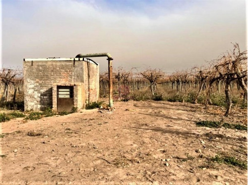 Imagen 2 de 19 de Greenwood Vende Hermosa Finca Con Viñedos, Casa, Galpon Y Pozo Para Riego