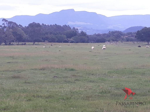 Chácara À Venda, 340000 M² Por R$ 1.800.000,00 - Praia Rondinha - Arroio Do Sal/rs - Ch0058