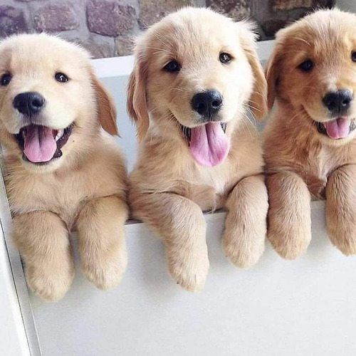 Cachorros Golden Retriever