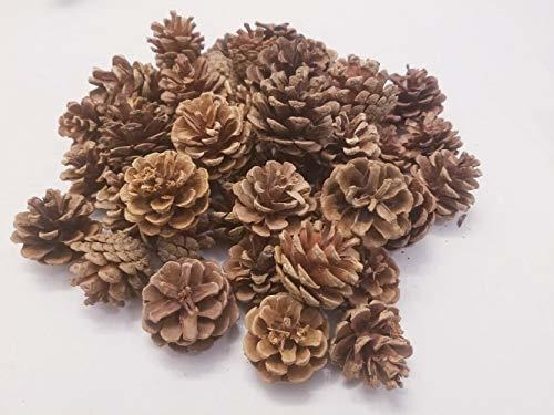 Pinecones Naturales De Aguja Corta Little Valley Se Vende En