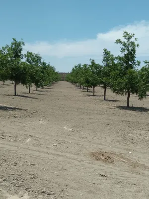 Rancho en venta