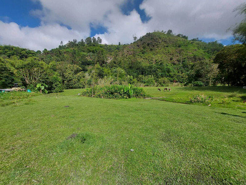 Imagen 22 de 30 de Se Vende Finca 2 Cuadras Salento