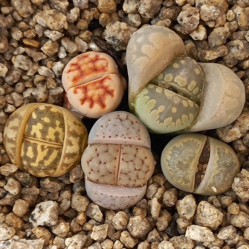 5 Lithops Mixtos + Maceta + Tierra(cactus Piedra/suculentas)