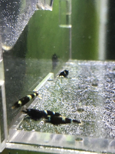 Pack 5 Gambas Caridinas King Kong Black