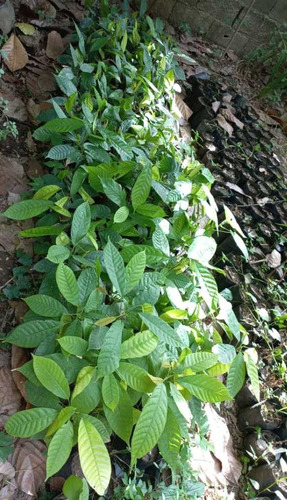 Plantas De Cacao