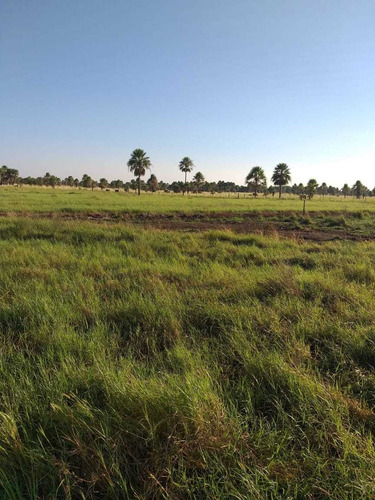 Vendo Campo Mixto De 14.100 Hectáreas ( Formosa. Argentina )
