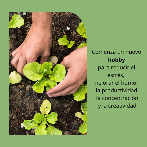 Semillas Organicas De Lechuga Mantecosa, Buttercrunch