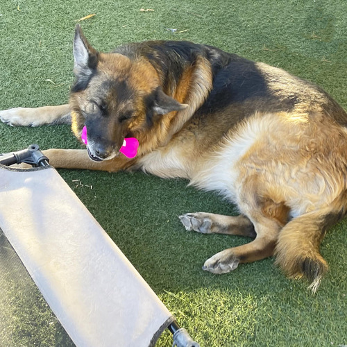 Cesta De Regalo Para Perros Con Forma De Celosía Para Razas