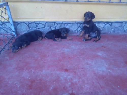 Imagen 3 de 6 de Cachorros Rottweiler