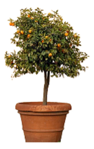 1 Calamondin O Mandarina Japonesa Enano Alta Produccion Pd